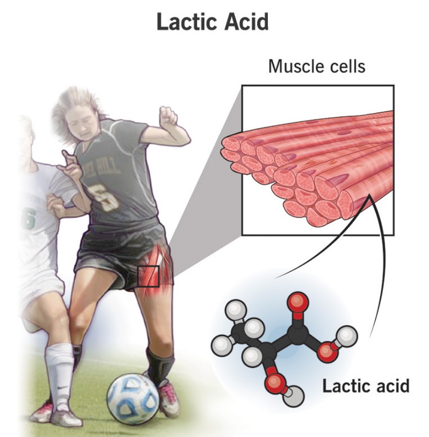 Axit Lactic là gì? Tác dụng của Axit Lactic