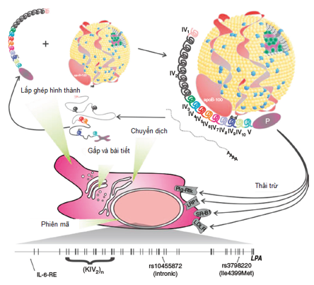 Hồ sơ lipoprotein lúc đói