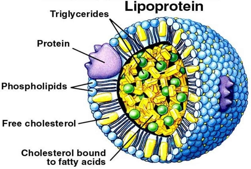 su-thay-doi-lipoprotein-mo-mau-trong-thai-ky